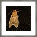 Mothra Framed Print