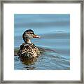 Mottled Duck Swimming Framed Print