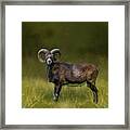 Mouflon Framed Print