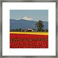 Mount Baker Skagit Valley Tulip Festival Barn Framed Print