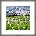 Mount Rainier And A Meadow Of Aster Framed Print