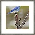 Mountain Bluebird In Colorado Framed Print