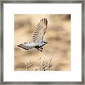 Scrub Jay In Flight Framed Print