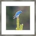 Mountain Bluebird Framed Print
