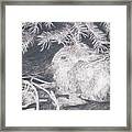 Mountain Cottontail Framed Print
