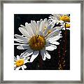 Mountain Daisy Framed Print