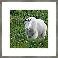 Mountain Goat And Wildflowers Framed Print
