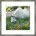 Mountain Goat On Timp Framed Print