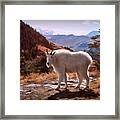 Mountain Goat Framed Print