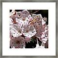 Mountain Laurel Framed Print