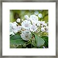 Mountain Laurel Framed Print