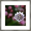 Mountain Laurel Flower Framed Print