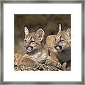 Mountain Lion Cubs On Rock Outcrop Framed Print
