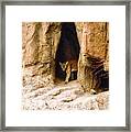 Mountain Lion In The Desert Framed Print