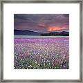 Mountain Meadow Purple Framed Print