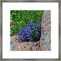 Mountain Wildflowers Framed Print