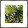 Mourning Dove In Old Tree Framed Print