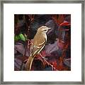 Mouse Colored Tyrannulet Panaca Quimbaya Colombia Framed Print