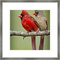 Mr. And Mrs. Northern Cardinal Framed Print
