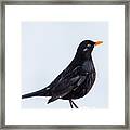 Mr Blackbird Framed Print