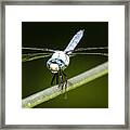 Mr Blue-eyed Dragonfly Framed Print