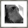 Mr Fritz Bnw Close Framed Print