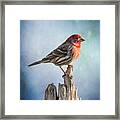 Mr House Finch Perched On Blues Framed Print