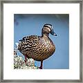 Mrs. Mallard Framed Print