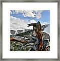 Mt. Evans Bristlecone Pine Framed Print