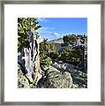 Mt. Evans Bristlecones Framed Print