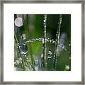 Much Adew Framed Print