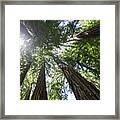 Muir Woods No.1 Framed Print