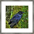 Muir Woods Raven 001 Framed Print