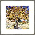 Mulberry Tree Framed Print