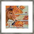 Mule At The Gate Framed Print