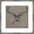 Mule Deer 1 Framed Print