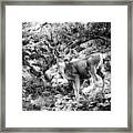 Mule Deer Buck Framed Print