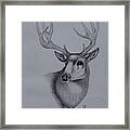 Mule Deer Ii Framed Print