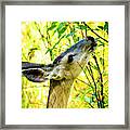 Mule Deer In Jackson Hole Framed Print