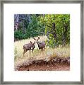 Mule Deer Framed Print