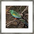 Mulga Parrot Male A Framed Print