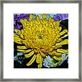 Mums The Word Framed Print