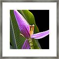 Musa Ornata Ornamental Banana Flower Framed Print