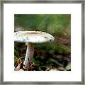 Mushroom 2 Framed Print