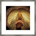 Mushroom Detail Framed Print