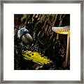 Mushroom Lantern Enchanted Forest Framed Print