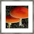 Mushroom Love Framed Print