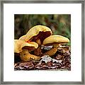 Mushroom Trio Framed Print