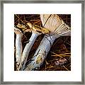 Mushrooms Framed Print