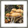 Mushrooms - D009959 Framed Print